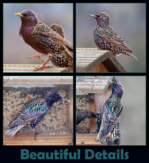 European Starlings: Beautiful Details European Starlings: Beautiful Details