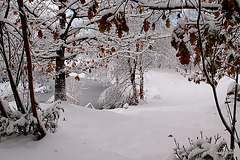 Early morning walk - view from the willow circle 5211855794 o