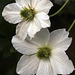 Clematis montana