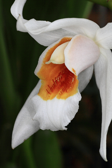 Coelogyne Memoria W. Micholitz