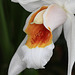 Coelogyne Memoria W. Micholitz