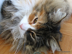 Portrait of a Norwegian Forest Cat