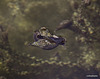 snails sunbathing and getting to know each other 4904940042 o