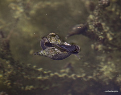 snails sunbathing and getting to know each other 4904940042 o
