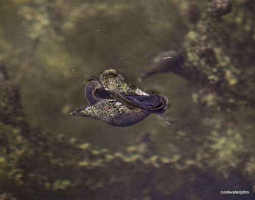 snails sunbathing and getting to know each other 4904940042 o