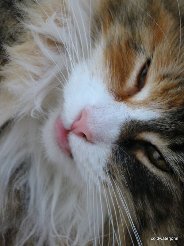 Norwegian Forest Cat