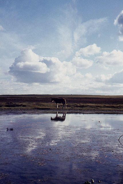 Solitary Horse