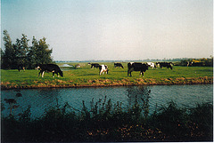 cows in the Bocht