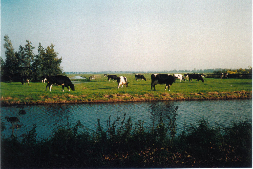 cows in the Bocht