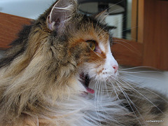 Norwegian Forest Cat