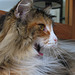 Norwegian Forest Cat