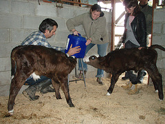 feeding the calves for the first time