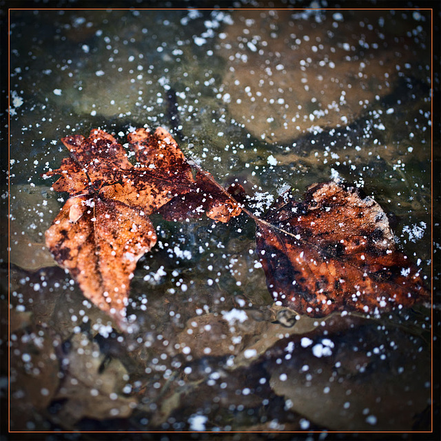 Snow Falling on Leaves Locked in Ice-Covered Pond Snow Falling on Leaves Locked in Ice-Covered Pond