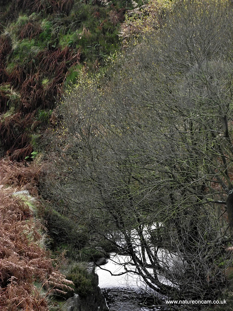 Ogden Moor and Waterfall