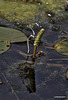 Damsel Flies making more damsel flies...