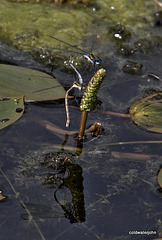 Damsel Flies making more damsel flies...