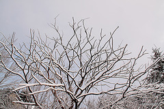 Early morning walk - the dead Elm skeleton 5211255739 o