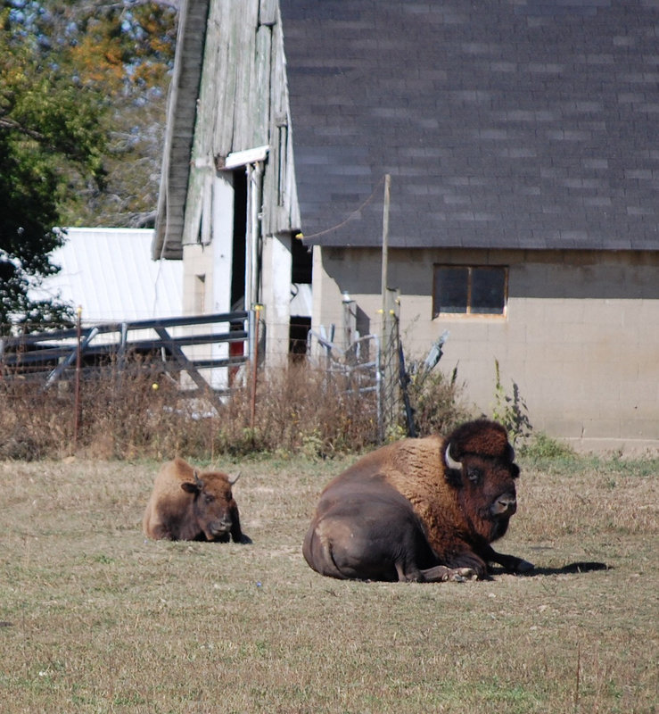 Even the Buffalo get a Break