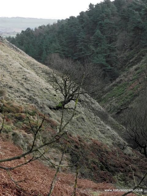 Ogden Moor and Waterfall