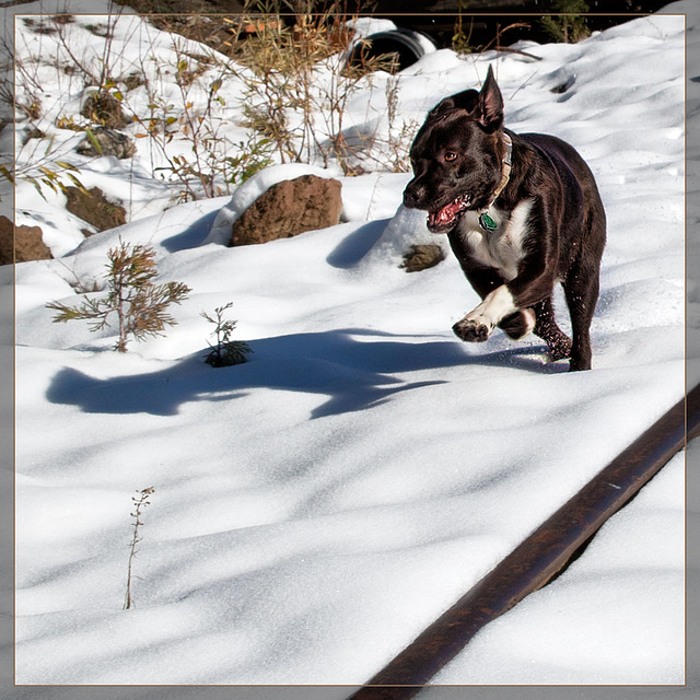 Happy Hound: Full Speed Ahead!