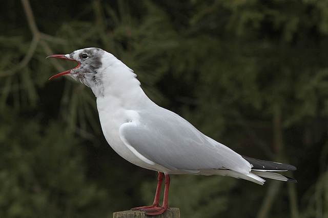 Black-headed Gull