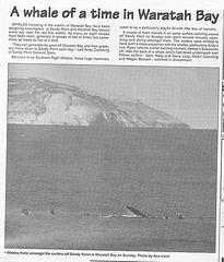whales in Waratah Bay!