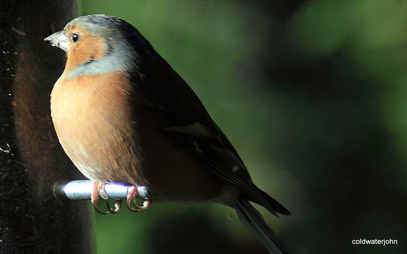 Chaffinch sunbathing 5125664439 o