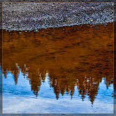 Pine Tree Reflections in a Pool