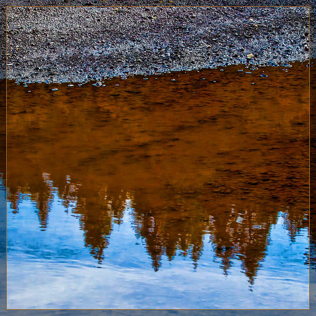 Pine Tree Reflections in a Pool