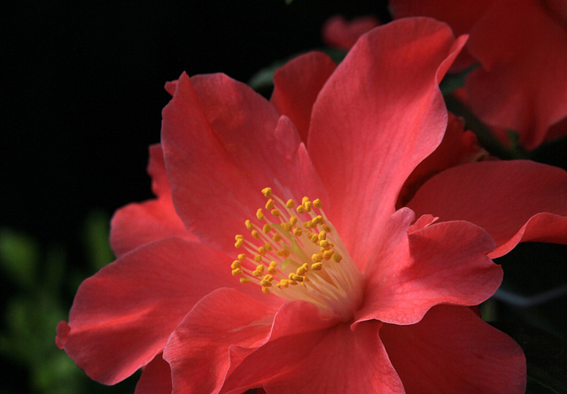 Camellia