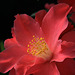 Camellia