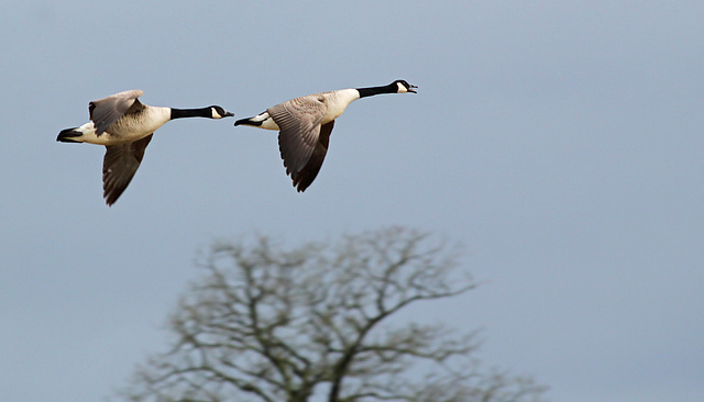 Canadian Geese