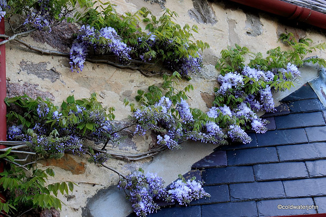 Wisteria in bloom