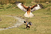 Girgin Farm Kite Feeding