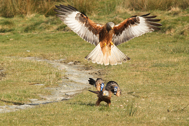 Girgin Farm Kite Feeding