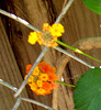 Lantana..