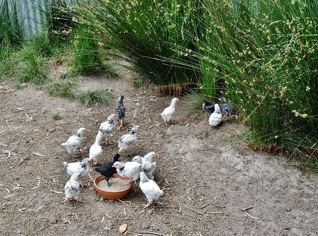 feeding time for chicks