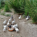 feeding time for chicks