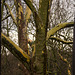 20140221 0073VRAw [D~OB] Ahornblättrige Platane (Platanus hybrida), Kaisergarten, Oberhausen