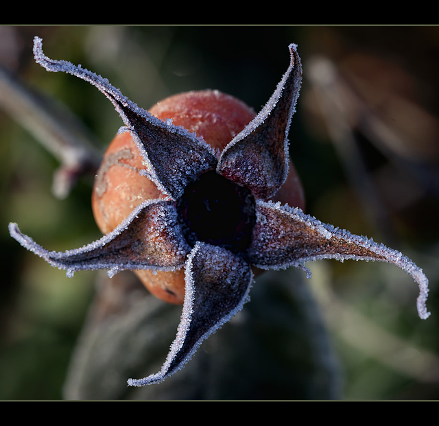 "It is not in the stars to hold our destiny but in ourselves." ~ William Shakespeare