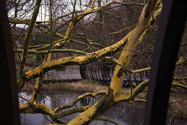 20140221 0069VRAw [D~OB] Platane, Spiral-Brücke, Kaisergarten, Oberhausen