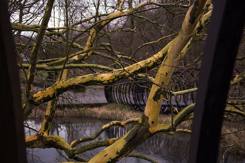 20140221 0069VRAw [D~OB] Ahornblättrige Platane (Platanus hybrida), Spiral-Brücke, Kaisergarten, Oberhausen