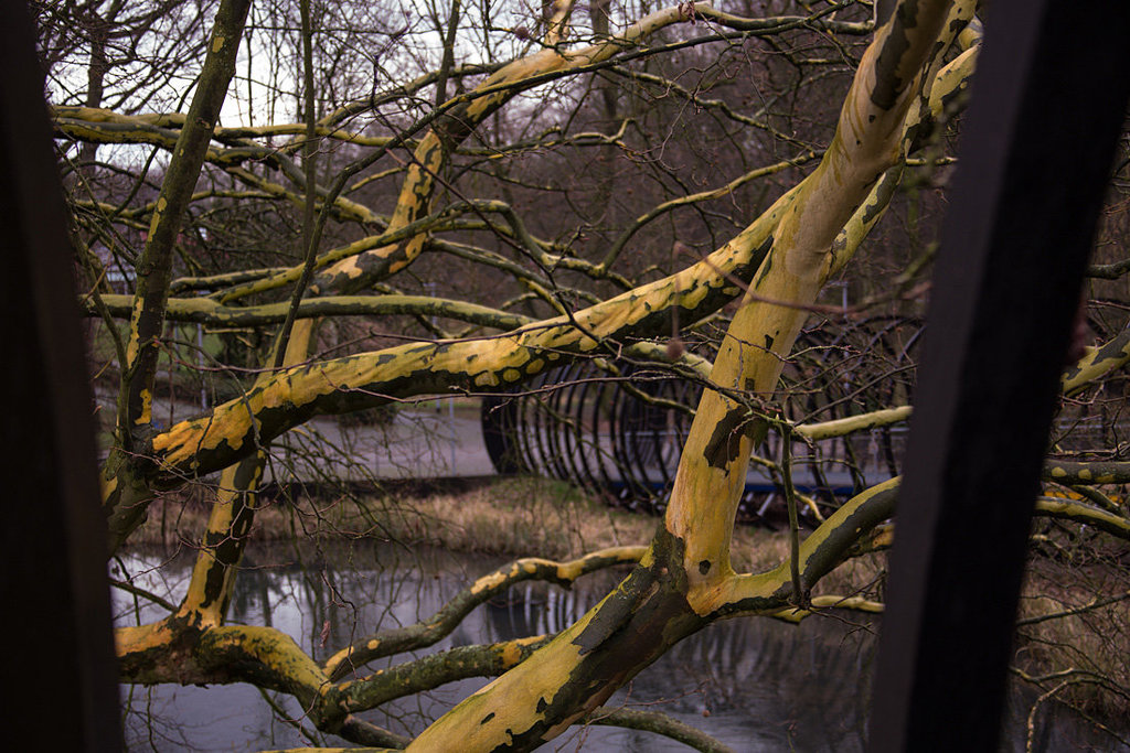 20140221 0069VRAw [D~OB] Ahornblättrige Platane (Platanus hybrida), Spiral-Brücke, Kaisergarten, Oberhausen