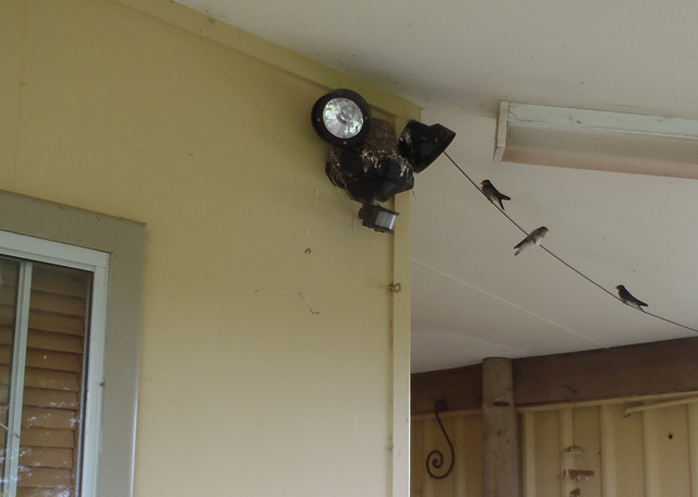 perching swallows