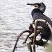 20140221 0066VRAw [D~OB] Kormoran, Kaisergarten, Oberhausen