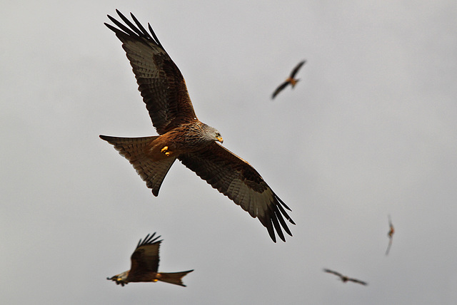 Bundle of Kites