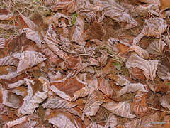 Frosted leaves by the pond