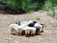 feeding time for chicks