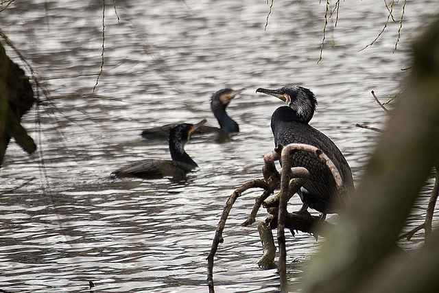 20140221 0065VRAw [D~OB] Kormoran, Kaisergarten, Oberhausen