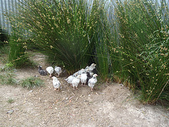 feeding time for chicks